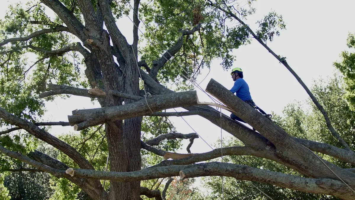 Professional Crown Thinning performed by certified arborists in Mountainside
