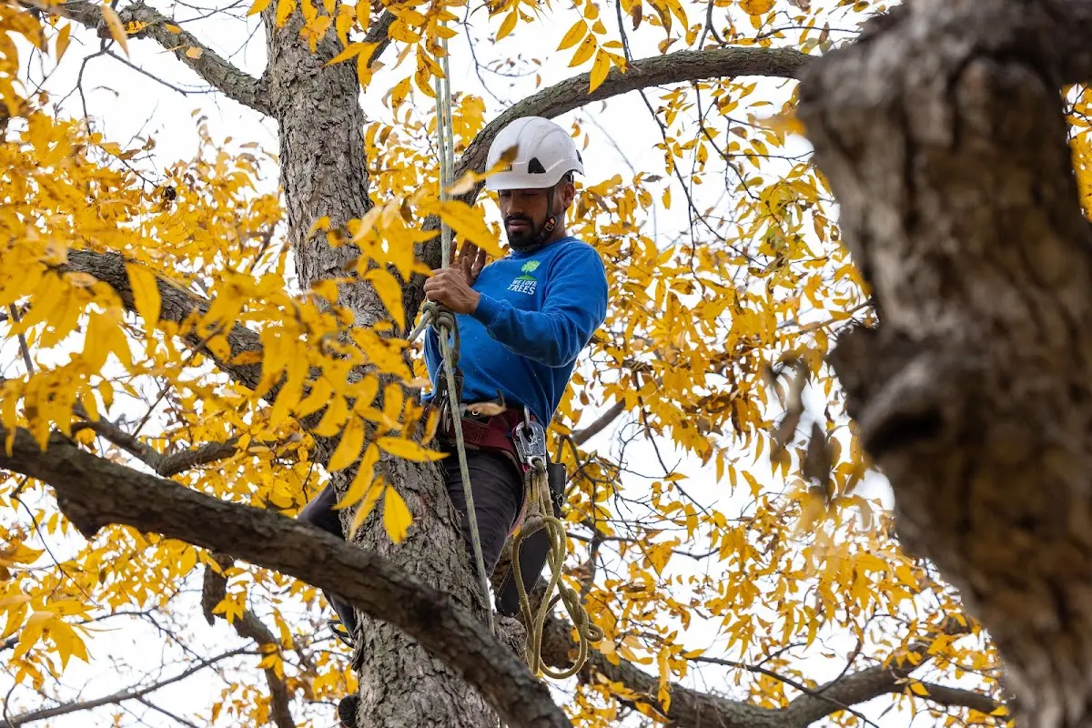 Skilled Emergency Tree Service crew working in Mountainside